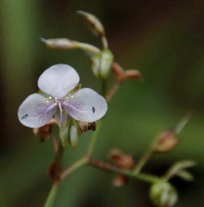 Murdannia simplex, photographed by Tony Rebelo