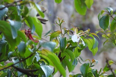 Hauya elegans, photographed by Neptalí Ramírez Marcial