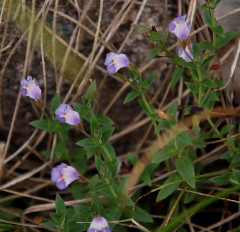 Linderniella pulchella, photographed by Tony Rebelo