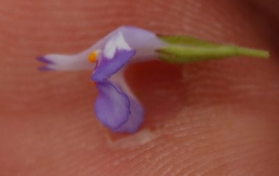 Linderniella pulchella, photographed by Tony Rebelo