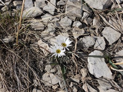 Townsendia hookeri, photographed by Jared Shorma