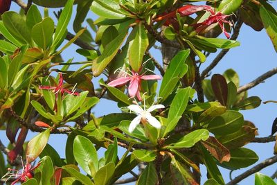 Hauya elegans, photographed by Neptalí Ramírez Marcial