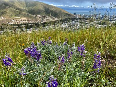 Lupinus albifrons, photographed by Chuck Wilson