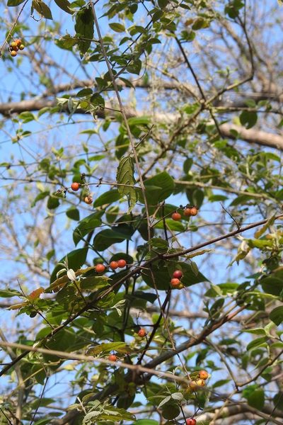 Sageretia elegans, photographed by Neptalí Ramírez Marcial