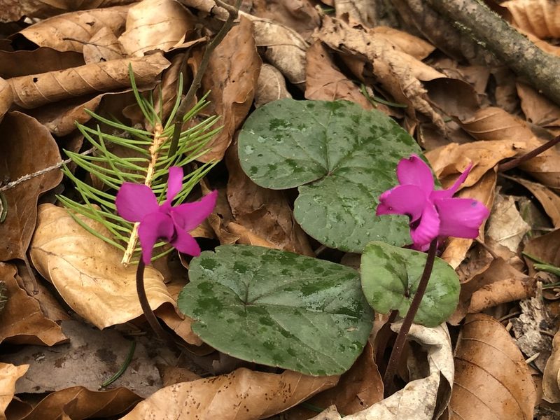 Cyclamen coum, photographed by Jonathan