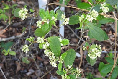Psychotria erythrocarpa, photographed by Neptalí Ramírez Marcial