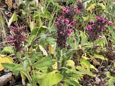 Salvia spathacea, photographed by Chuck Wilson