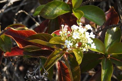 Rogiera stenosiphon, photographed by Neptalí Ramírez Marcial
