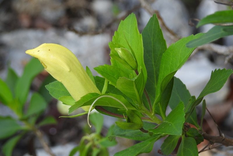 Eremogeton grandiflorus, photographed by Neptalí Ramírez Marcial