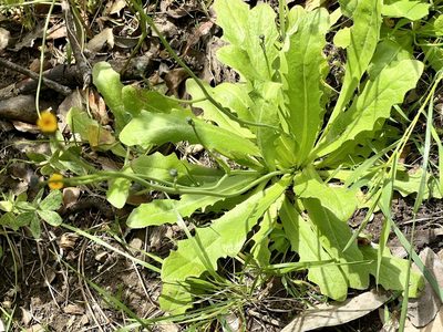 Hypochaeris glabra, photographed by Chuck Wilson