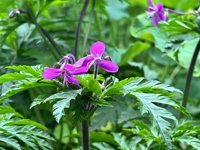 Geranium reuteri, photographed by Chuck Wilson