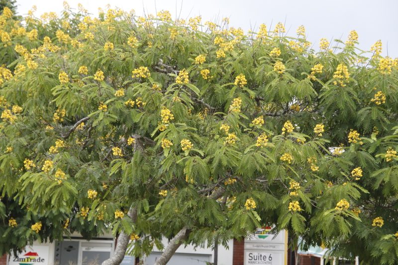 Senna spectabilis, photographed by Tony Rebelo