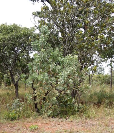 Protea angolensis, photographed by Tony Rebelo