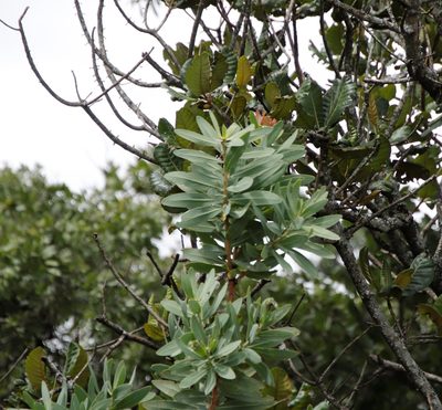 Protea angolensis, photographed by Tony Rebelo