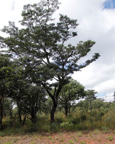 Brachystegia spiciformis, photographed by Tony Rebelo