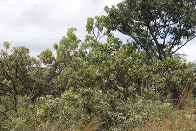 Protea angolensis, photographed by Tony Rebelo