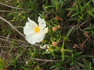 Cistus ladanifer, photographed by Daniel Cahen