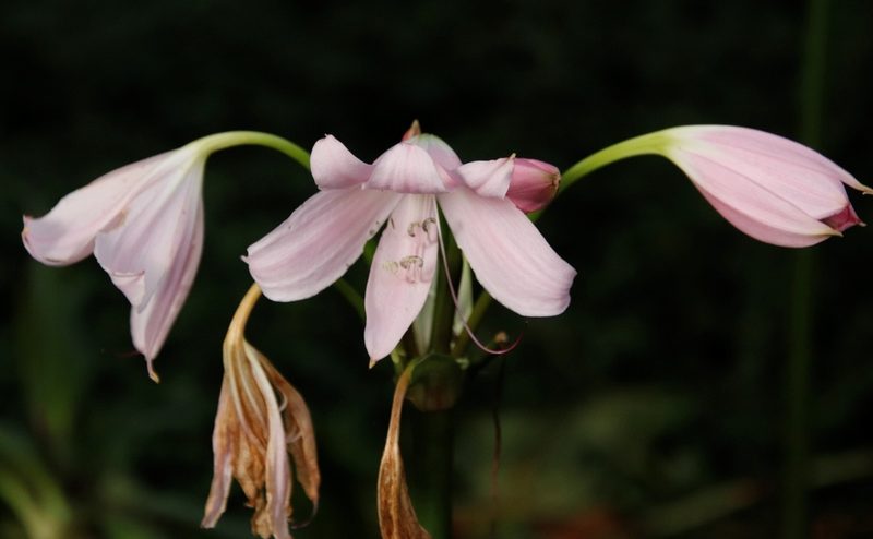 Crinum moorei, photographed by Tony Rebelo