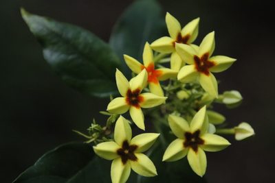 Mussaenda arcuata, photographed by Tony Rebelo