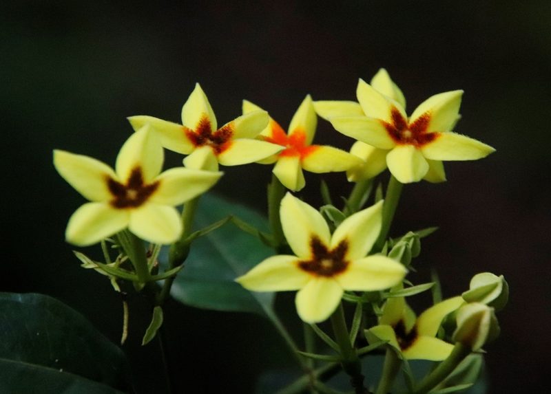 Mussaenda arcuata, photographed by Tony Rebelo