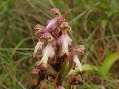 Himantoglossum robertianum, photographed by Daniel Cahen