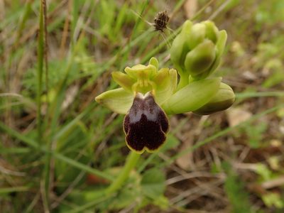 Ophrys fusca, photographed by Daniel Cahen