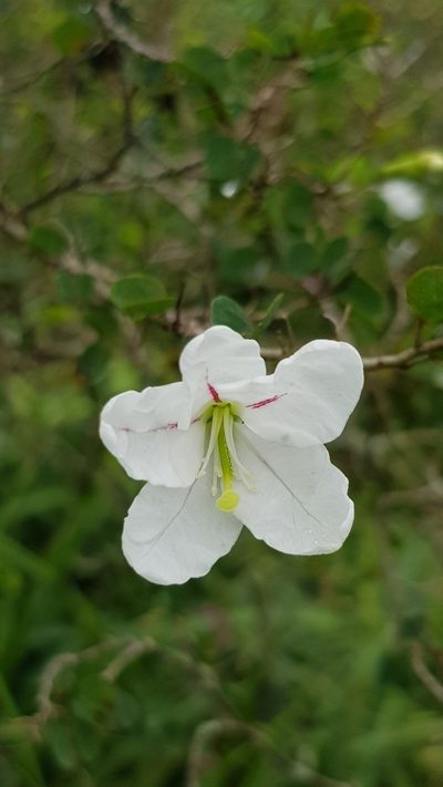 Bauhinia natalensis, photographed by Margaret Burger