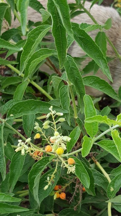 Hoslundia opposita, photographed by Margaret Burger