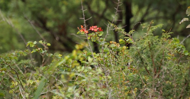 Bauhinia galpinii, photographed by Tony Rebelo