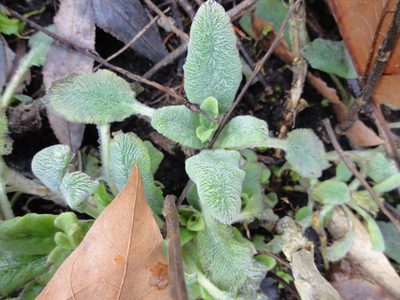 Stachys byzantina, photographed by nikibifrost