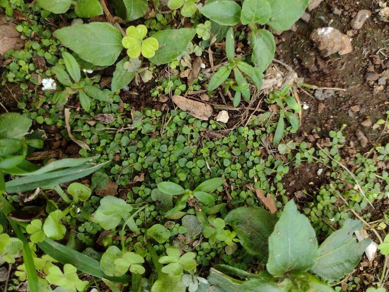Oldenlandiopsis callitrichoides, photographed by Kevin Faccenda