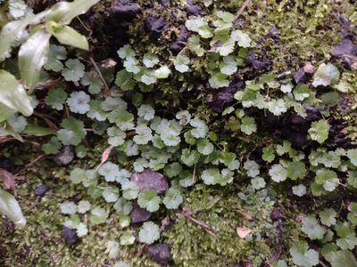 Hydrocotyle sibthorpioides, photographed by Kevin Faccenda