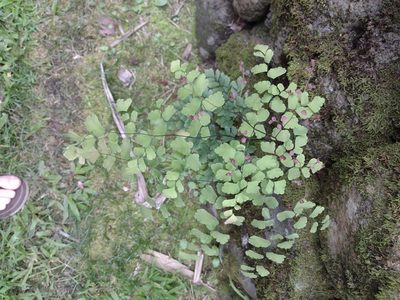 Adiantum tenerum, photographed by Kevin Faccenda