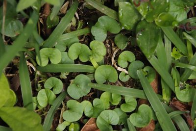 Dichondra micrantha, photographed by Tony Rebelo