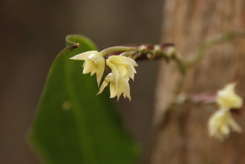 Polystachya cultriformis, photographed by Tony Rebelo
