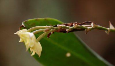 Polystachya cultriformis, photographed by Tony Rebelo