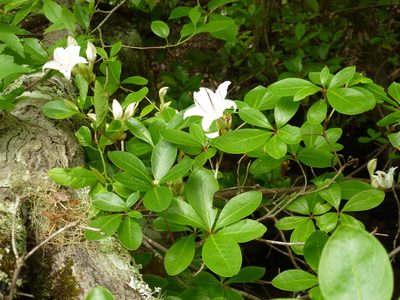 Rhododendron arborescens, photographed by elizard