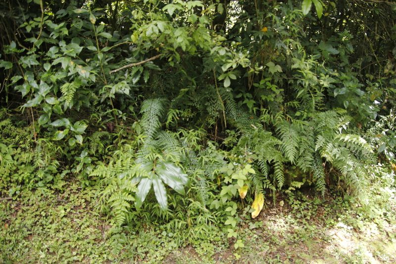 Asplenium lividum, photographed by Tony Rebelo