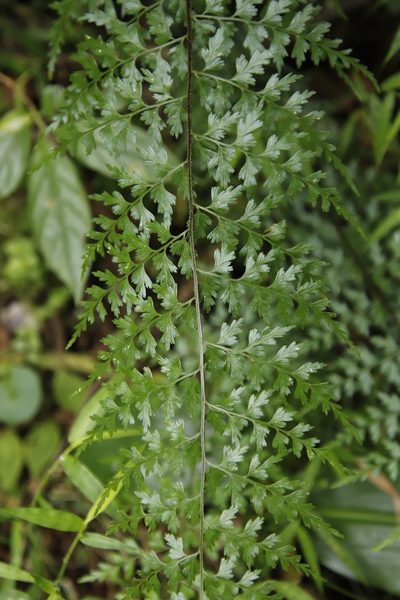 Asplenium lividum, photographed by Tony Rebelo