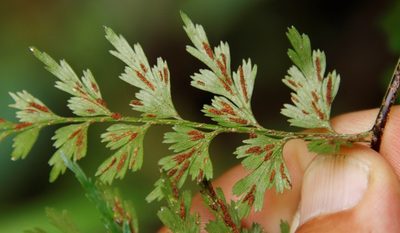 Asplenium lividum, photographed by Tony Rebelo
