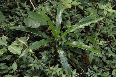 Dracaena fragrans, photographed by Tony Rebelo