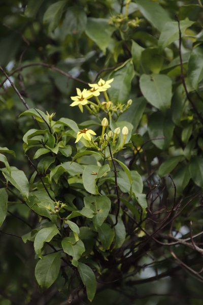 Mussaenda arcuata, photographed by Tony Rebelo