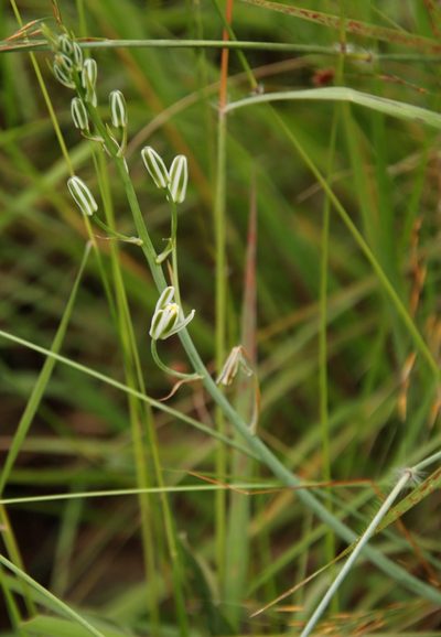 Albuca kirkii, photographed by Tony Rebelo