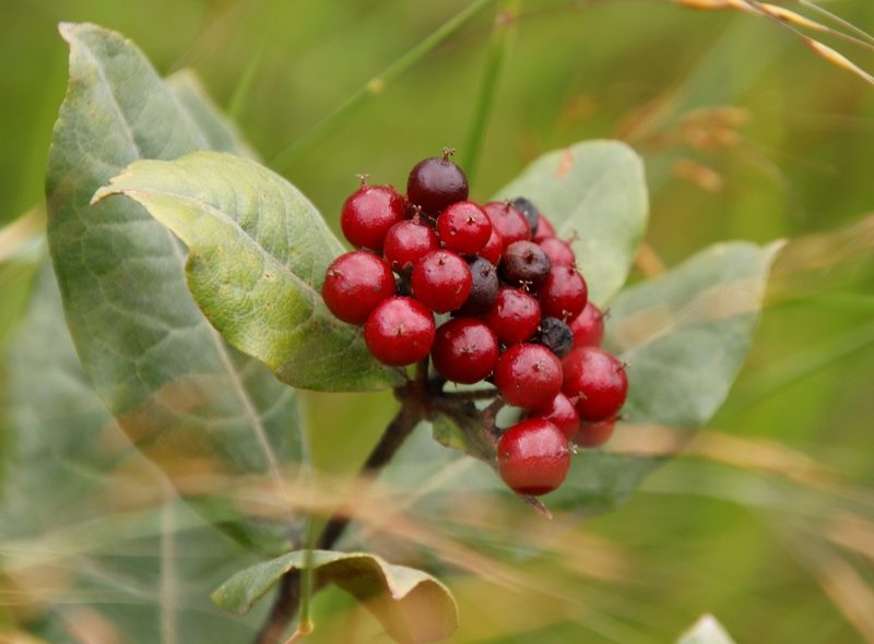 Psorospermum febrifugum, photographed by Tony Rebelo