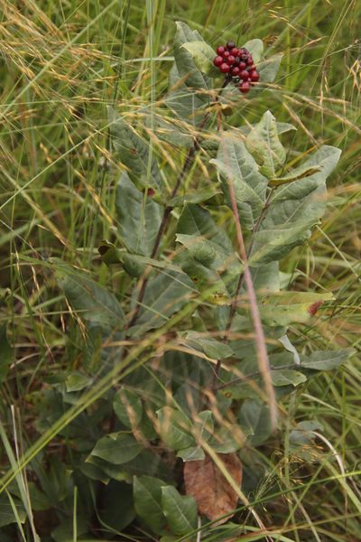 Psorospermum febrifugum, photographed by Tony Rebelo