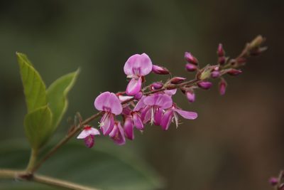 Pseudarthria hookeri, photographed by Tony Rebelo