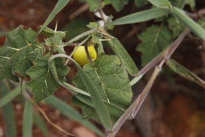 Solanum viarum, photographed by Tony Rebelo