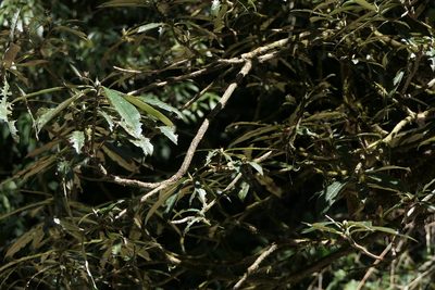 Rhododendron arboreum, photographed by Dinesh Valke
