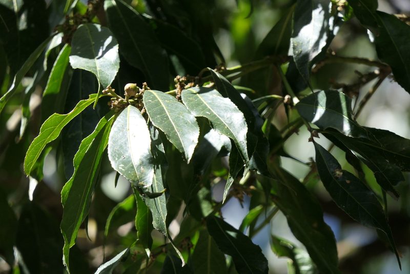 Symplocos sumuntia, photographed by Dinesh Valke