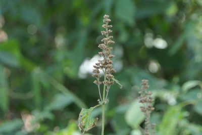 Craniotome furcata, photographed by Dinesh Valke